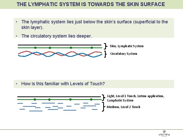 THE LYMPHATIC SYSTEM IS TOWARDS THE SKIN SURFACE • The lymphatic system lies just