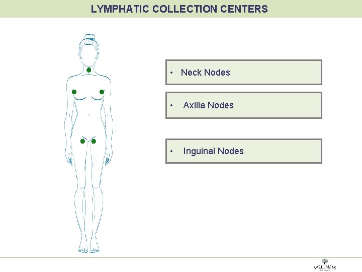 LYMPHATIC COLLECTION CENTERS • Neck Nodes • Axilla Nodes • Inguinal Nodes 