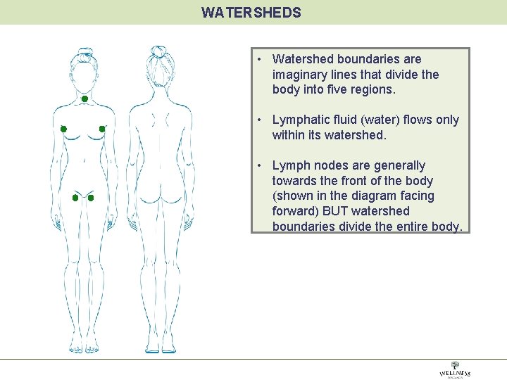 WATERSHEDS • Watershed boundaries are imaginary lines that divide the body into five regions.