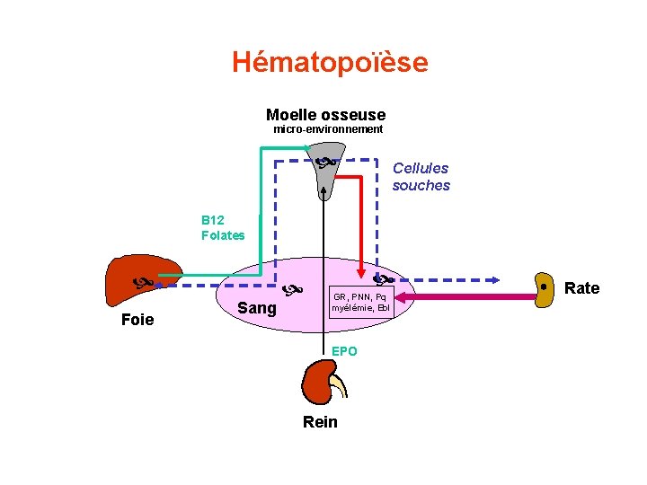 Hématopoïèse Moelle osseuse micro-environnement Cellules souches B 12 Folates Foie Sang GR, PNN, Pq