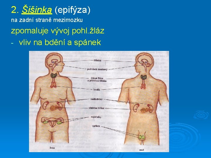 2. Šišinka (epifýza) na zadní straně mezimozku zpomaluje vývoj pohl. žláz - vliv na