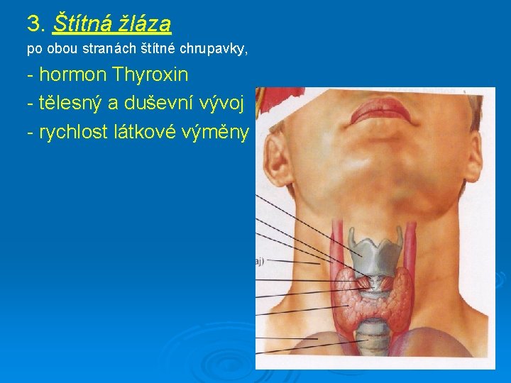 3. Štítná žláza po obou stranách štítné chrupavky, - hormon Thyroxin - tělesný a