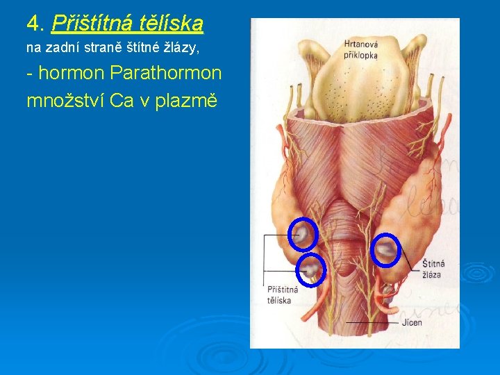 4. Přištítná tělíska na zadní straně štítné žlázy, - hormon Parathormon množství Ca v