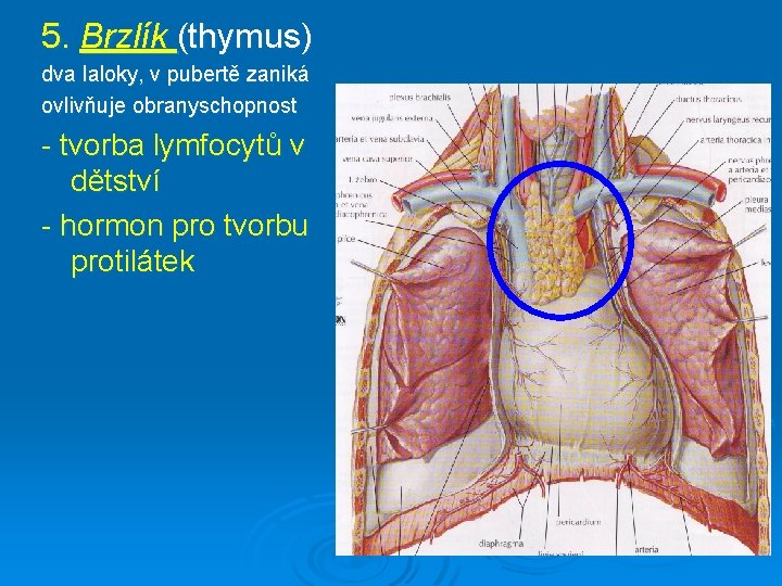 5. Brzlík (thymus) dva laloky, v pubertě zaniká ovlivňuje obranyschopnost - tvorba lymfocytů v