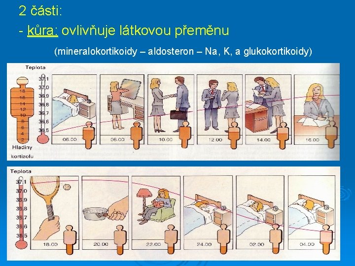 2 části: - kůra: ovlivňuje látkovou přeměnu (mineralokortikoidy – aldosteron – Na, K, a