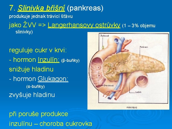 7. Slinivka břišní (pankreas) produkuje jednak trávicí šťávu jako ŽVV => Langerhansovy ostrůvky (1