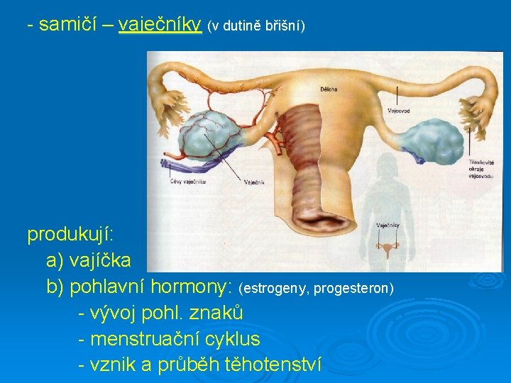 - samičí – vaječníky (v dutině břišní) produkují: a) vajíčka b) pohlavní hormony: (estrogeny,