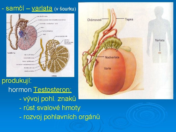 - samčí – varlata (v šourku) produkují: hormon Testosteron: - vývoj pohl. znaků -