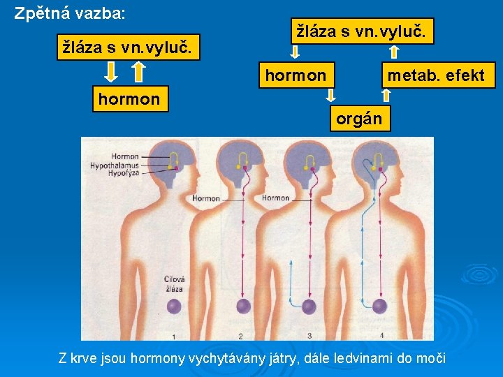 Zpětná vazba: žláza s vn. vyluč. hormon metab. efekt hormon orgán Z krve jsou