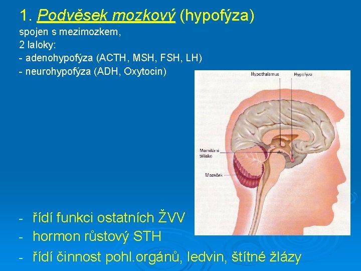 1. Podvěsek mozkový (hypofýza) spojen s mezimozkem, 2 laloky: - adenohypofýza (ACTH, MSH, FSH,