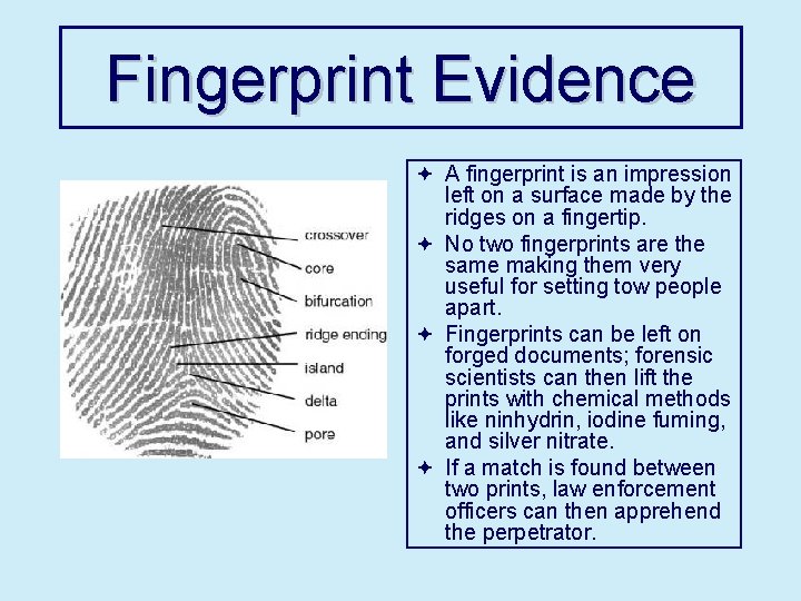 Fingerprint Evidence ª A fingerprint is an impression left on a surface made by