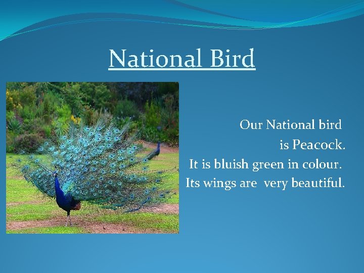 National Bird Our National bird is Peacock. It is bluish green in colour. Its