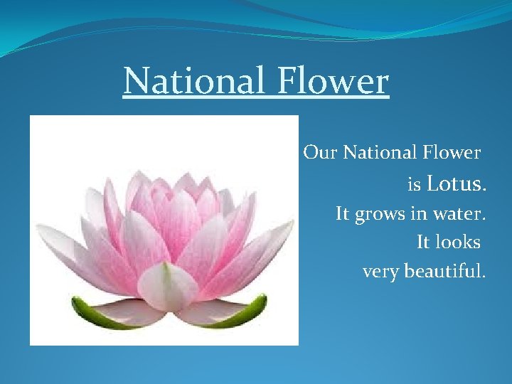 National Flower Our National Flower is Lotus. It grows in water. It looks very