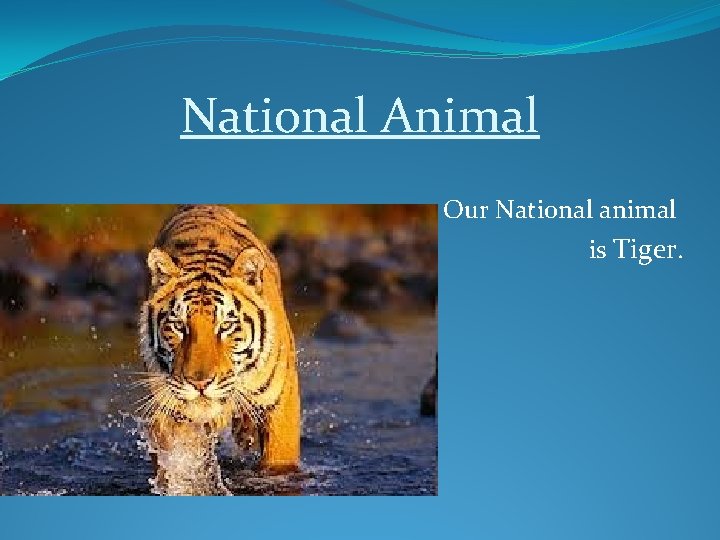 National Animal Our National animal is Tiger. 