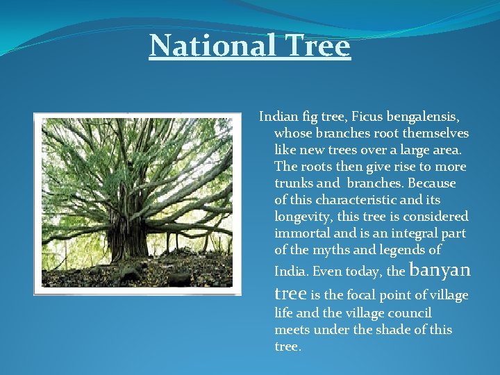 National Tree Indian fig tree, Ficus bengalensis, whose branches root themselves like new trees
