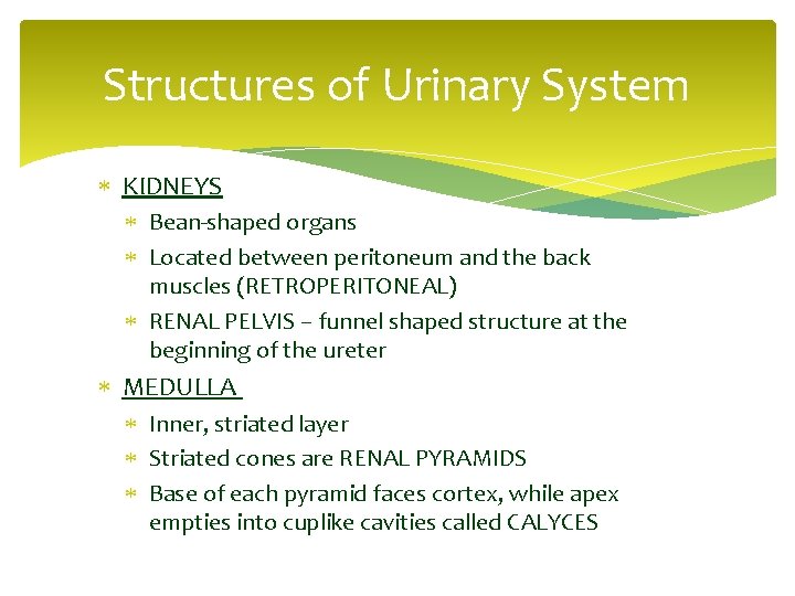 Structures of Urinary System KIDNEYS Bean-shaped organs Located between peritoneum and the back muscles