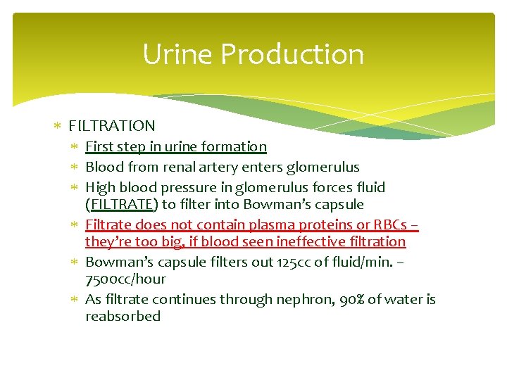 Urine Production FILTRATION First step in urine formation Blood from renal artery enters glomerulus