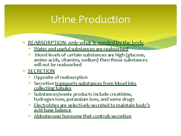 Urine Production REABSORPTION- only what is needed by the body Water and useful substances