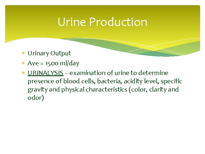 Urine Production Urinary Output Ave = 1500 ml/day URINALYSIS – examination of urine to