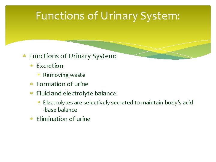 Functions of Urinary System: Excretion Removing waste Formation of urine Fluid and electrolyte balance