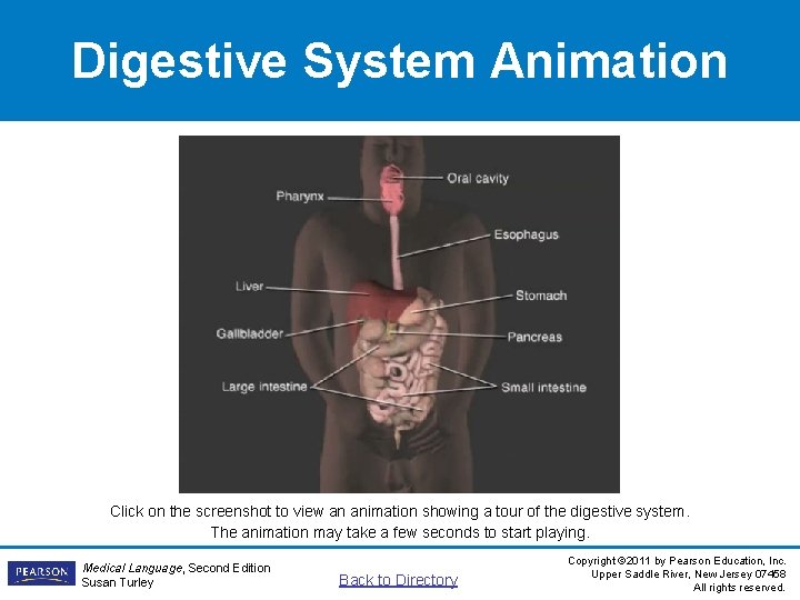 Digestive System Animation Click on the screenshot to view an animation showing a tour