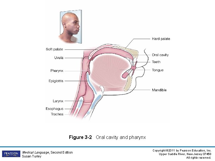 Figure 3 -2 Oral cavity and pharynx Medical Language, Second Edition Susan Turley Copyright