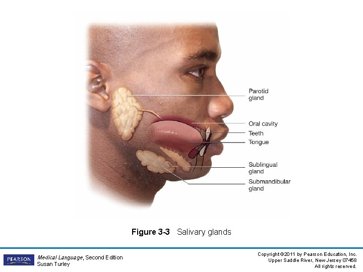 Figure 3 -3 Salivary glands Medical Language, Second Edition Susan Turley Copyright © 2011