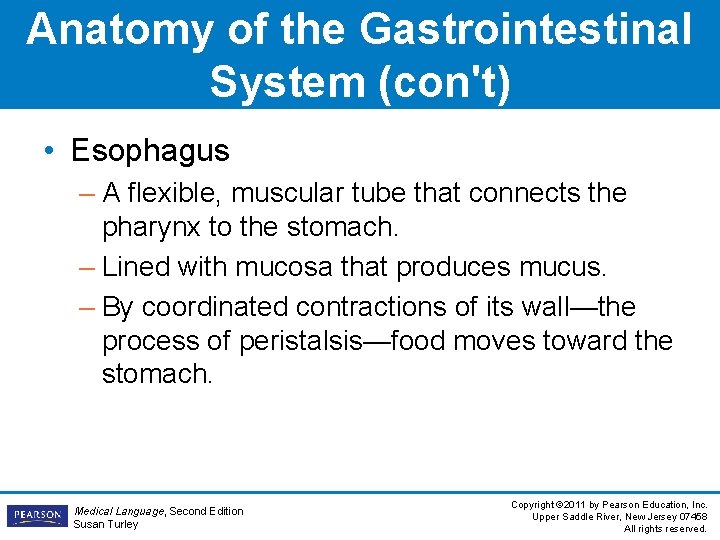 Anatomy of the Gastrointestinal System (con't) • Esophagus – A flexible, muscular tube that