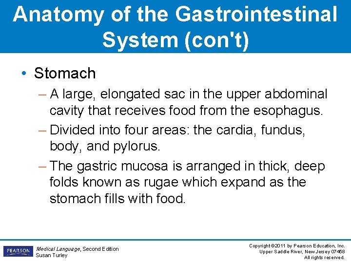 Anatomy of the Gastrointestinal System (con't) • Stomach – A large, elongated sac in
