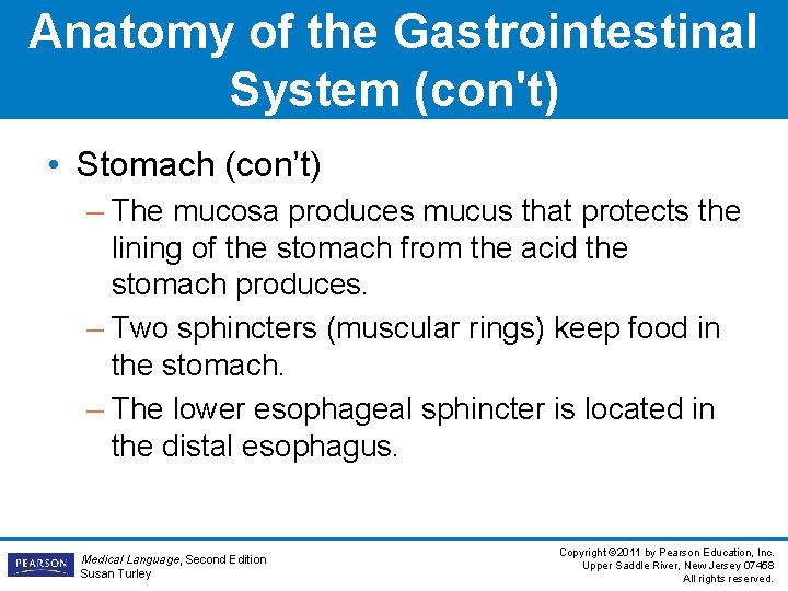 Anatomy of the Gastrointestinal System (con't) • Stomach (con’t) – The mucosa produces mucus