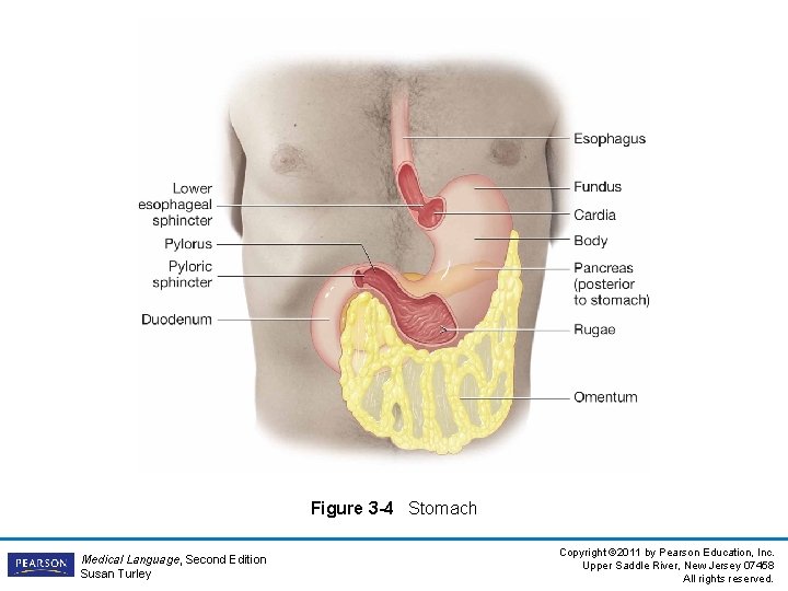 Figure 3 -4 Stomach Medical Language, Second Edition Susan Turley Copyright © 2011 by
