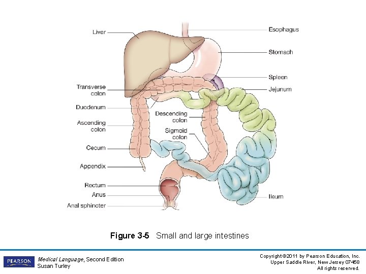 Figure 3 -5 Small and large intestines Medical Language, Second Edition Susan Turley Copyright