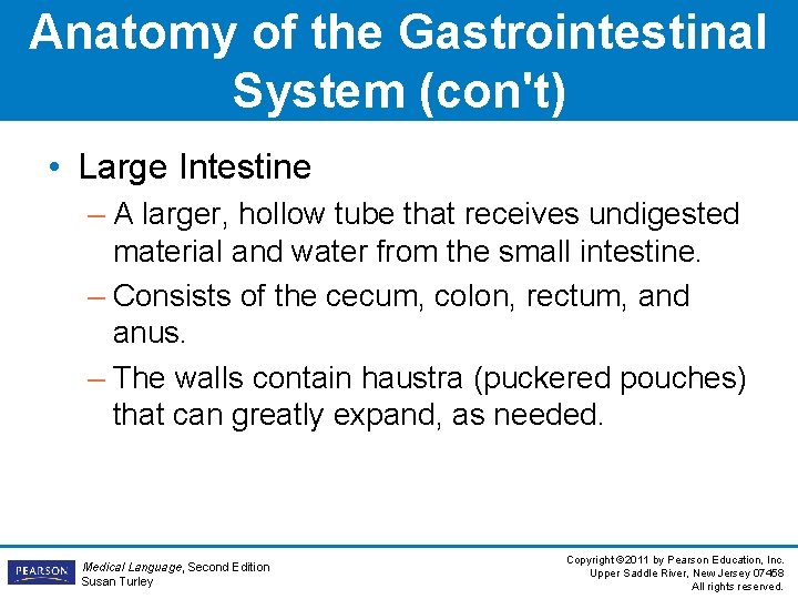 Anatomy of the Gastrointestinal System (con't) • Large Intestine – A larger, hollow tube