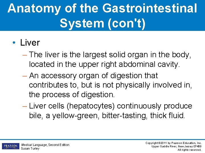 Anatomy of the Gastrointestinal System (con't) • Liver – The liver is the largest