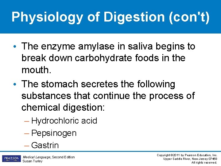 Physiology of Digestion (con't) • The enzyme amylase in saliva begins to break down