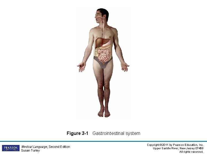 Figure 3 -1 Gastrointestinal system Medical Language, Second Edition Susan Turley Copyright © 2011