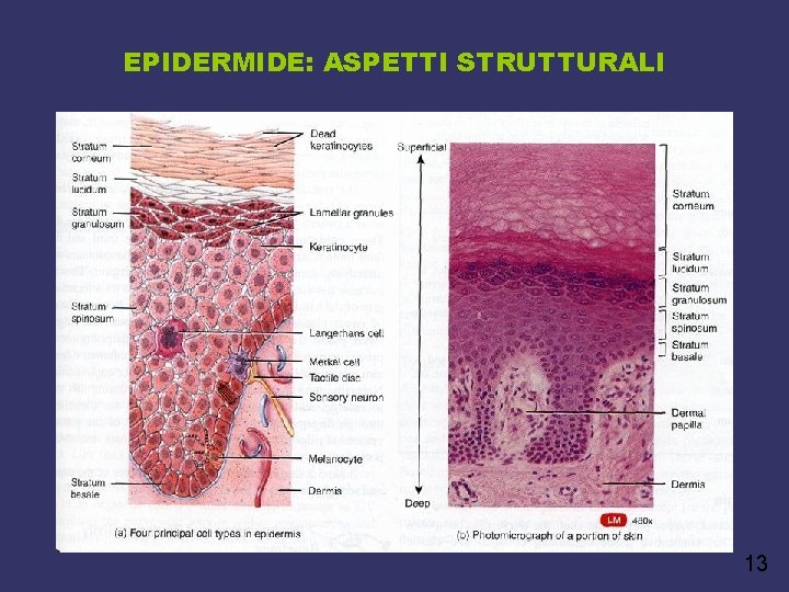 EPIDERMIDE: ASPETTI STRUTTURALI 13 