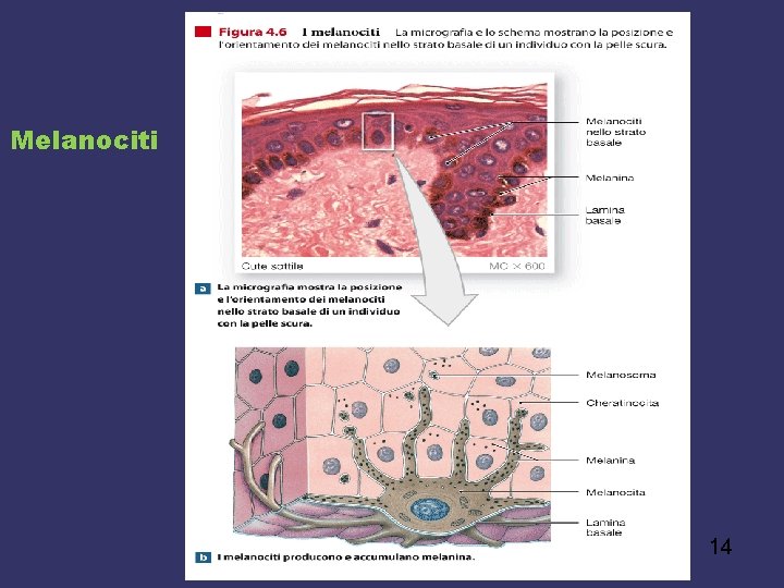 Melanociti 14 