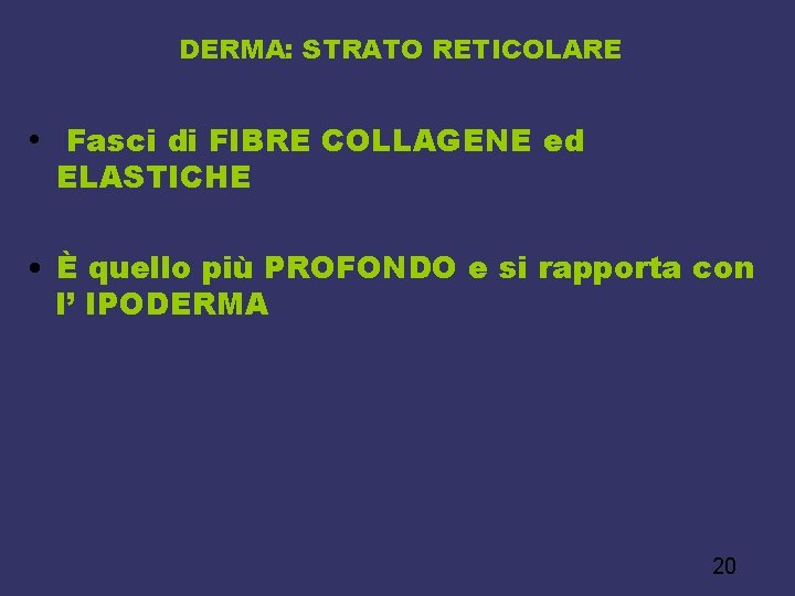 DERMA: STRATO RETICOLARE • Fasci di FIBRE COLLAGENE ed ELASTICHE • È quello più