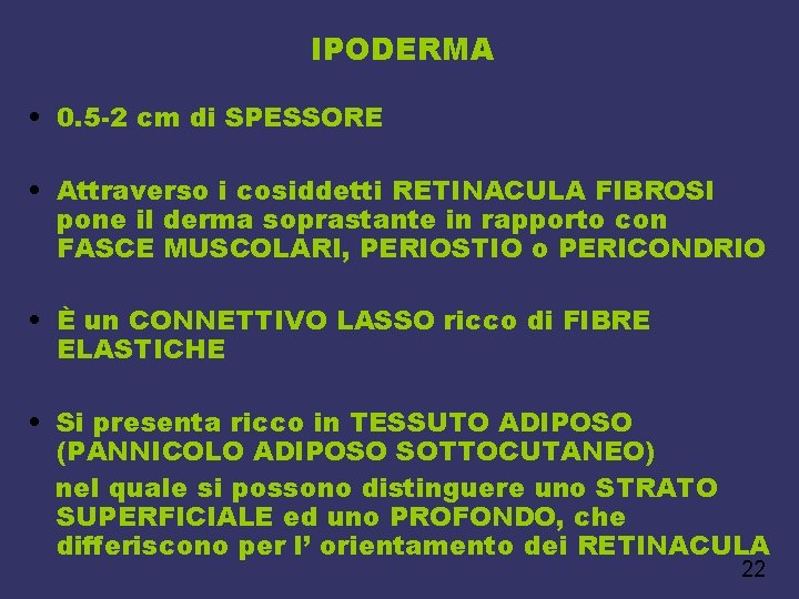 IPODERMA • 0. 5 -2 cm di SPESSORE • Attraverso i cosiddetti RETINACULA FIBROSI