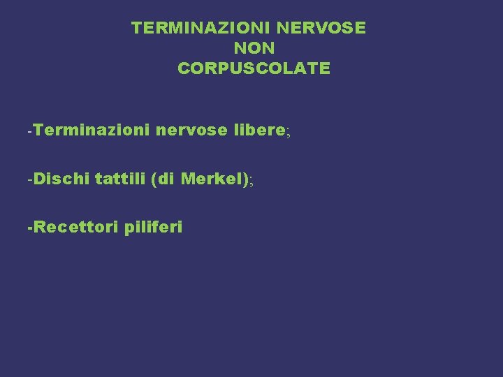 TERMINAZIONI NERVOSE NON CORPUSCOLATE -Terminazioni nervose libere; -Dischi tattili (di Merkel); -Recettori piliferi 