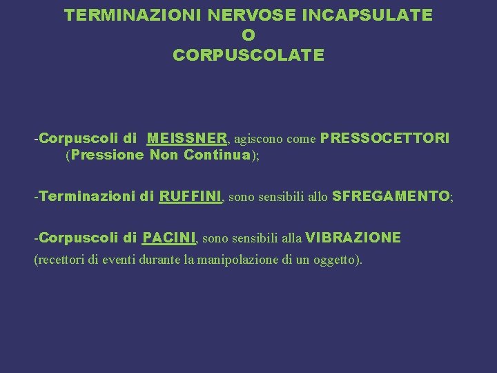 TERMINAZIONI NERVOSE INCAPSULATE O CORPUSCOLATE -Corpuscoli di MEISSNER, agiscono come PRESSOCETTORI (Pressione Non Continua);