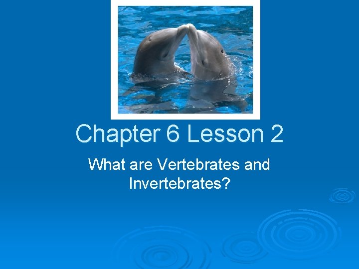 Chapter 6 Lesson 2 What are Vertebrates and Invertebrates? 