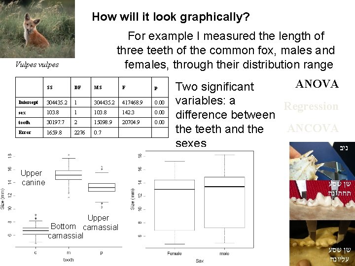 How will it look graphically? For example I measured the length of three teeth