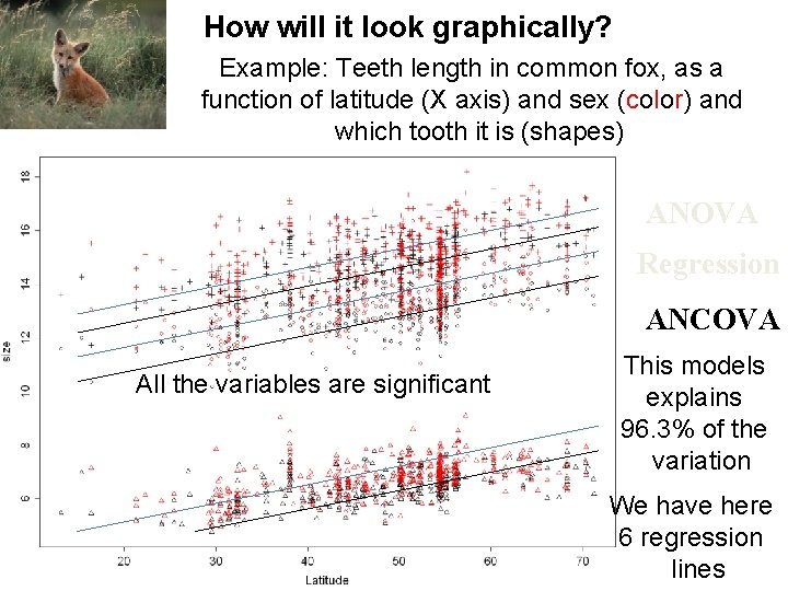 How will it look graphically? Example: Teeth length in common fox, as a function