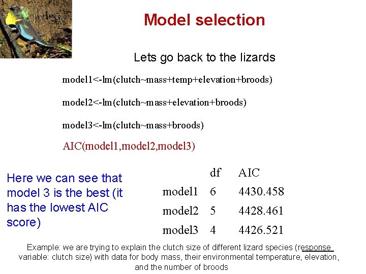 Model selection Lets go back to the lizards model 1<-lm(clutch~mass+temp+elevation+broods) model 2<-lm(clutch~mass+elevation+broods) model 3<-lm(clutch~mass+broods)