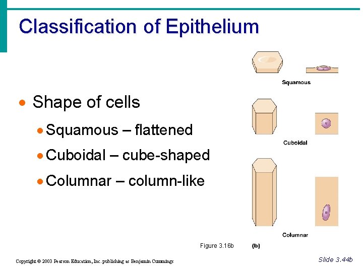 Classification of Epithelium · Shape of cells · Squamous – flattened · Cuboidal –