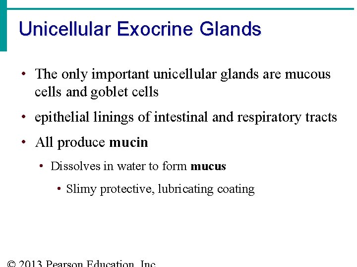 Unicellular Exocrine Glands • The only important unicellular glands are mucous cells and goblet