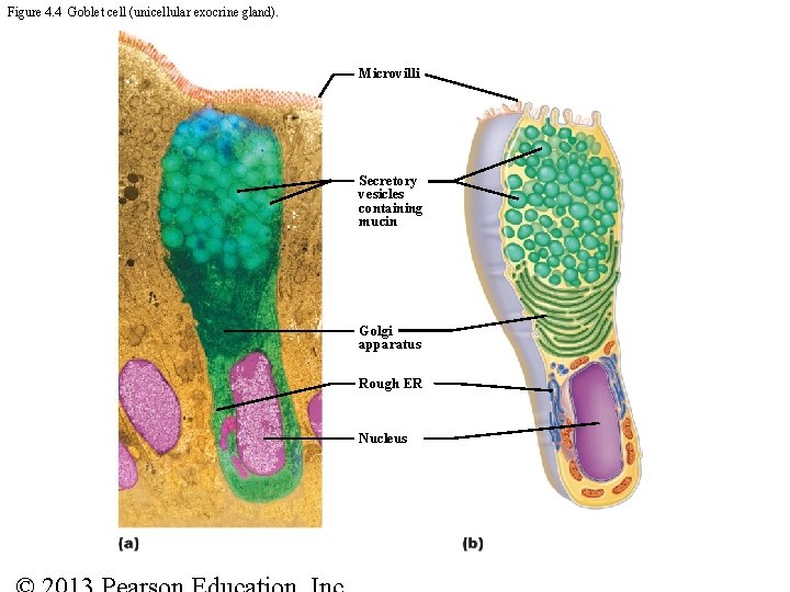 Figure 4. 4 Goblet cell (unicellular exocrine gland). Microvilli Secretory vesicles containing mucin Golgi
