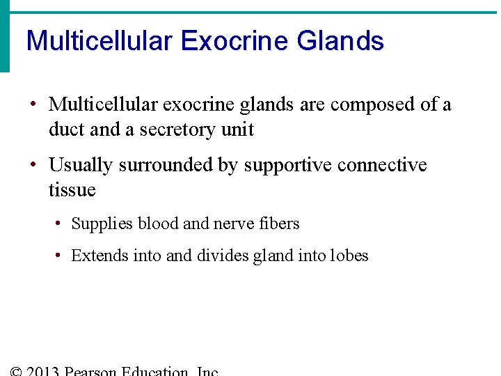 Multicellular Exocrine Glands • Multicellular exocrine glands are composed of a duct and a